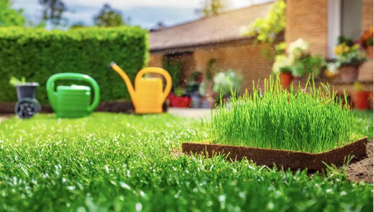 Eco-Friendly Grass Fertilizer Options for a Sustainable Lawn